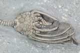 Crinoid (Macrocrinus) Fossil - Crawfordsville, Indiana #87979-3